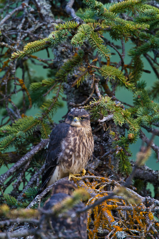 Merlin